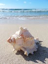Conch shell at the beach Royalty Free Stock Photo