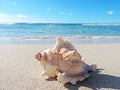 Conch shell at the beach Royalty Free Stock Photo