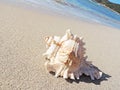 Conch shell at the beach Royalty Free Stock Photo