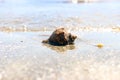 Conch shell on beach with waves