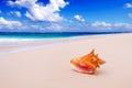 Conch Shell on the beach. Royalty Free Stock Photo