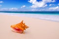 Conch Shell on the beach. Royalty Free Stock Photo