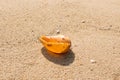 Conch shell on beach with waves. Royalty Free Stock Photo