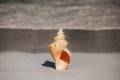 Conch shell on beach with waves Royalty Free Stock Photo