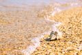 Conch shell on beach with waves. Royalty Free Stock Photo