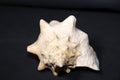 Conch shell on black background -