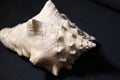 Conch shell on black background