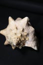 Conch shell on black background - front view