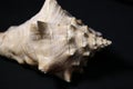 Conch shell on black background - side view