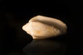 Conch shell on black with reflection