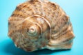 Conch shell on blue background close up Royalty Free Stock Photo