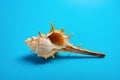 Conch shell on blue background Royalty Free Stock Photo