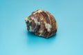 Conch shell on a blue background Royalty Free Stock Photo