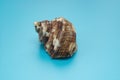 Conch shell on a blue background Royalty Free Stock Photo