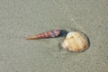 conch and shell Royalty Free Stock Photo