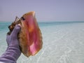 Conch Shell Found on White Sand Bonefish Flats Royalty Free Stock Photo
