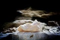 Conch Shell at Grand Turk, Turks and Caicos Royalty Free Stock Photo