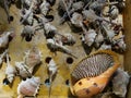 Conch shell and group of murex trapa shells stout spine murex in basket