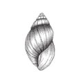 Conch shell dotwork art
