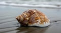 A conch shell with intricate white patterns rests on wet sand by the seashore. The Royalty Free Stock Photo