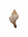 Conch shell, lord of flies. Royalty Free Stock Photo