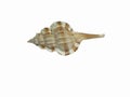 Conch shell, lord of flies. Royalty Free Stock Photo