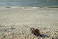 A conch shell lying on the beach of Sanibel Island.