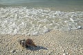 A conch shell lying on the beach of Sanibel Island.