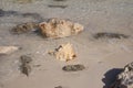 conch shell out of the sea or ocean under the radiant sun and resting on the sand of a beach Royalty Free Stock Photo