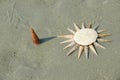 conch and shell Royalty Free Stock Photo