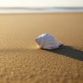 A conch shell rests on a Royalty Free Stock Photo