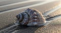 A conch shell rests on a Royalty Free Stock Photo