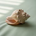 A conch shell rests on a Royalty Free Stock Photo
