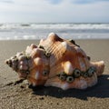 Conch shell rests on a sandy beach featuring orange and white Royalty Free Stock Photo
