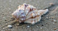 A conch shell rests on sandy terrain, displaying a spiral, ridged structure and smooth texture. Its Royalty Free Stock Photo