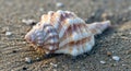 A conch shell rests on wet sand, possibly at a beachfront. It features a spiral structure with Royalty Free Stock Photo