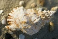 Conch shell in sand. Royalty Free Stock Photo