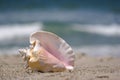 Conch shell on sand Royalty Free Stock Photo