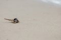 Conch shell on the sand beach of sea or ocean. Royalty Free Stock Photo