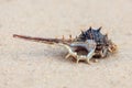 Conch shell on the sand beach of sea or ocean. Royalty Free Stock Photo