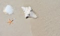 Conch shell on sand beach with sea Royalty Free Stock Photo