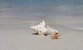 Conch shell on sand beach with sea Royalty Free Stock Photo