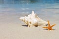 Conch shell on sand beach with sea background copy space, stock, photo, photograph, image, picture Royalty Free Stock Photo