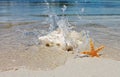 Conch shell on sand beach with sea Royalty Free Stock Photo