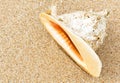 Conch shell on sand, big seashell on sea beach close-up Royalty Free Stock Photo