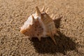 Conch shell on sand Royalty Free Stock Photo