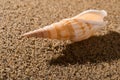 Conch shell on sand Royalty Free Stock Photo