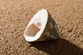 Conch shell on sand Royalty Free Stock Photo