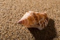 Conch shell on sand Royalty Free Stock Photo