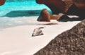 Conch on beach Royalty Free Stock Photo